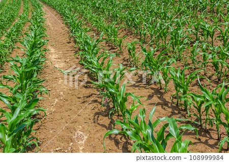 Young corn plants growing on the field on a sunny day. Selective focus Young corn plants growing on the field on a sunny day. Selective focus 108999984