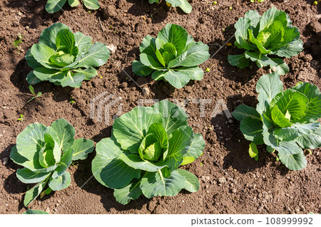 young cabbage sprout on the vegetable bed young cabbage sprout on the vegetable bed 108999992