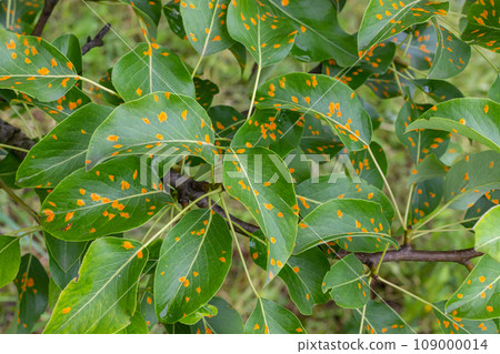 Pear leaves with pear rust infestation 109000014