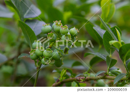Northern blueberry or sweet hurts Vaccinium boreale cultivated at bio farm 109000039