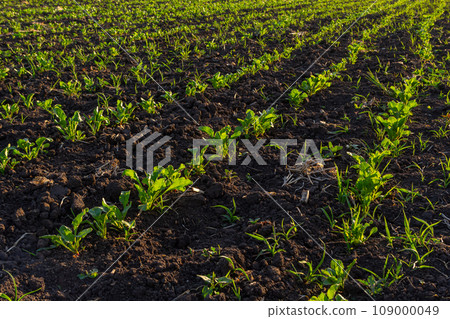 field of young green sugar beet field of young green sugar beet 109000049