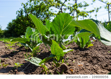 young cabbage sprout on the vegetable bed young cabbage sprout on the vegetable bed 109000056
