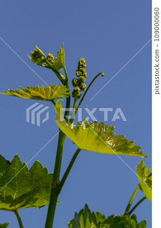 Young green tender leaves of grapes on a background of blue sky in spring 109000060