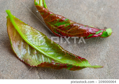 Peach leaf curl. Fungal disease of peaches tree. Taphrina deformans. Peach tree fungus disease. Selective focus. Topic - diseases and pests of fruit trees, pest control. Square Peach leaf curl. Fungal disease of peaches tree. Taphrina deformans. Peach tree fungus disease. Selective focus. Topic - diseases and pests of fruit trees, pest control. Square 109000064