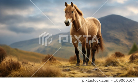 Przewalski's horse, the last wild horse species, roaming free in its natural habitat 109000104