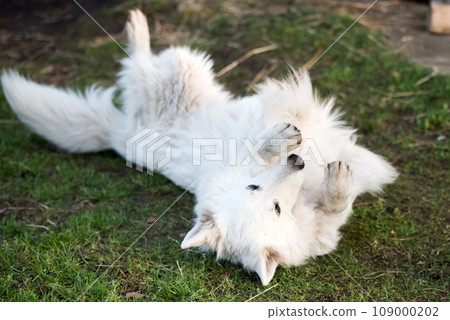 White Swiss Shepherd dog outdoors for a walk. Funny dog pose 109000202
