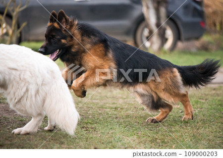 Long-haired German shepherd dogs playing with White Swiss Shepherd dog on the green grass 109000203