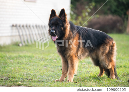 German Shepherd standing, isolated on nature background 109000205