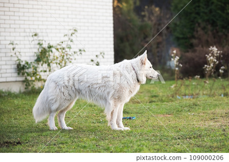 White Swiss Shepherd dog outdoors for a walk in the yard near the house 109000206