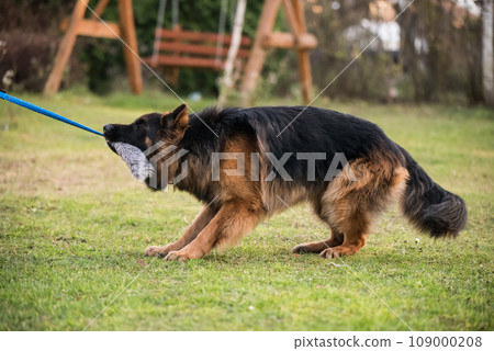 German shepherd dog pulling rope from owners hand German shepherd dog pulling rope from owners hand 109000208