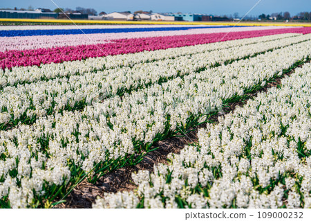 Serene Hyacinth Landscape: Capturing the Beauty of Dutch Springtime Serene Hyacinth Landscape: Capturing the Beauty of Dutch Springtime 109000232