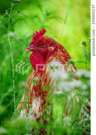Majestic rooster with colorful plumage standing in dense country pasture 109000237