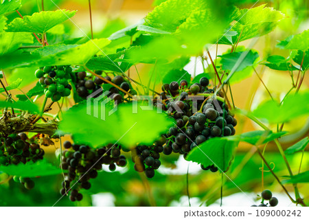 Greenhouse Vineyard: Capturing the Beauty of Northern Countryside with a Lovely Background Greenhouse Vineyard: Capturing the Beauty of Northern Countryside with a Lovely Background 109000242
