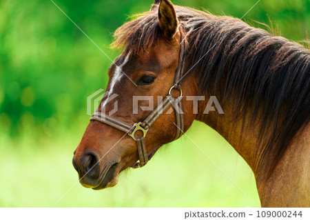 Majestic Thoroughbred Horse Close-up in Golden Summer Sunlight Majestic Thoroughbred Horse Close-up in Golden Summer Sunlight 109000244