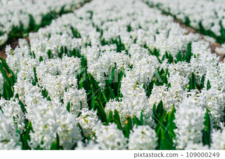 Scenic White Hyacinth Fields: Embracing the Splendor of Dutch Springtime Beauty Scenic White Hyacinth Fields: Embracing the Splendor of Dutch Springtime Beauty 109000249