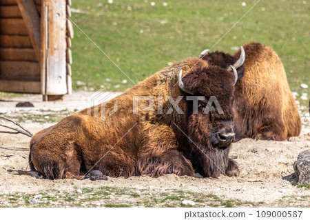 American buffalo known as bison, Bos bison in a german park 109000587