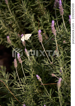 lilac lavender aromatic flowers close-up 109000589