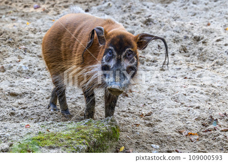 Red river hog, Potamochoerus porcus, also known as the bush pig. Red river hog, Potamochoerus porcus, also known as the bush pig. 109000593