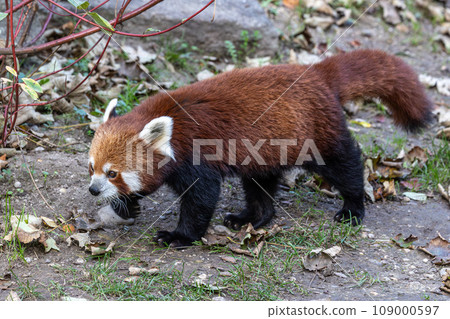 The red panda, Ailurus fulgens, also called the lesser panda. 109000597