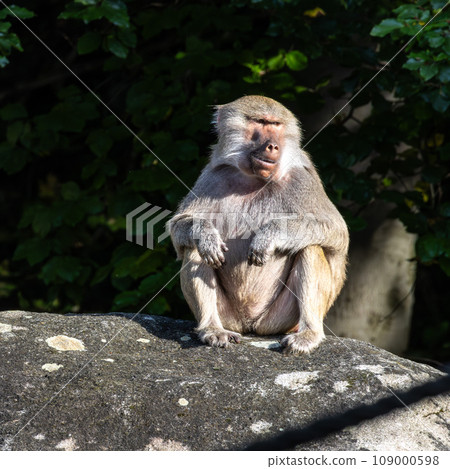 The hamadryas baboon, Papio hamadryas is a species of baboon The hamadryas baboon, Papio hamadryas is a species of baboon 109000598
