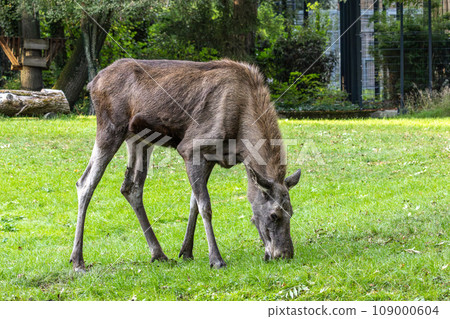 European Moose, Alces alces, also known as the elk 109000604