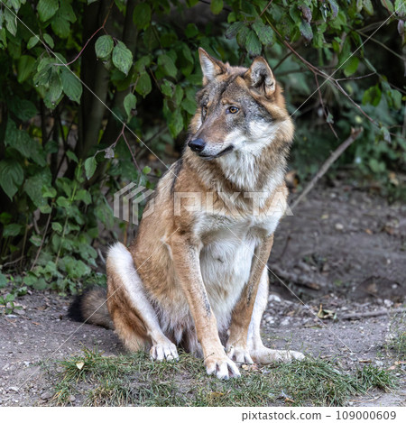 European Grey Wolf, Canis lupus in a german park 109000609