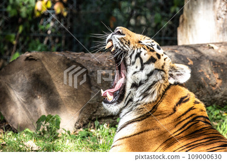 The Siberian tiger,Panthera tigris altaica in a park The Siberian tiger,Panthera tigris altaica in a park 109000630