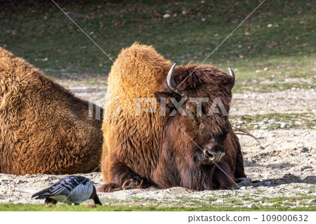 American buffalo known as bison, Bos bison in a german park 109000632