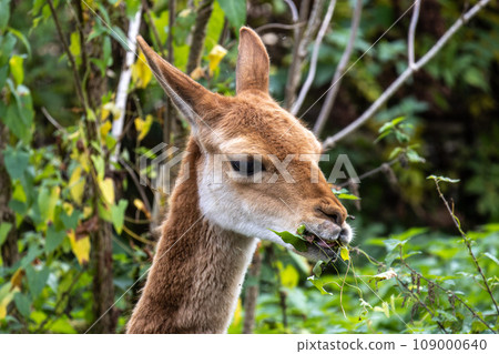 Vicunas, Vicugna Vicugna, relatives of the llama in a German park 109000640