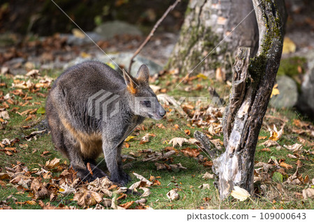 Swamp Wallaby, Wallabia bicolor, is one of the smaller kangaroos Swamp Wallaby, Wallabia bicolor, is one of the smaller kangaroos 109000643