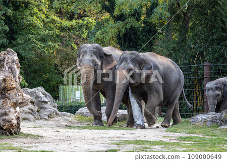 The Asian elephant, Elephas maximus also called Asiatic elephant 109000649