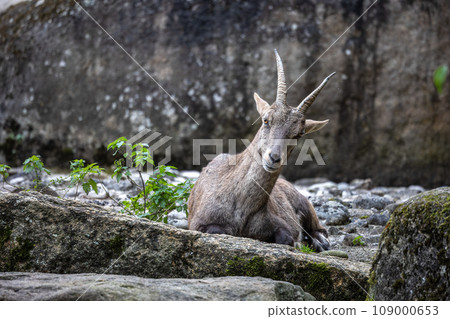 Male mountain ibex or capra ibex on a rock living in the European alps Male mountain ibex or capra ibex on a rock living in the European alps 109000653