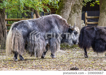 The domestic Yak, Bos mutus grunniens in a park The domestic Yak, Bos mutus grunniens in a park 109000667