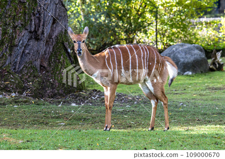Nyala Antelope - Tragelaphus angasii. Wild life animal. Nyala Antelope - Tragelaphus angasii. Wild life animal. 109000670