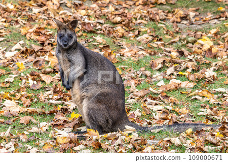 Swamp Wallaby, Wallabia bicolor, is one of the smaller kangaroos 109000671