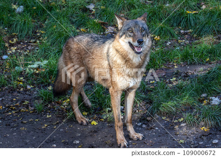 European Grey Wolf, Canis lupus in a german park 109000672