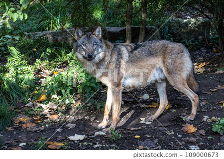 European Grey Wolf, Canis lupus in a german park 109000673