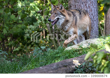 European Grey Wolf, Canis lupus in a german park 109000674