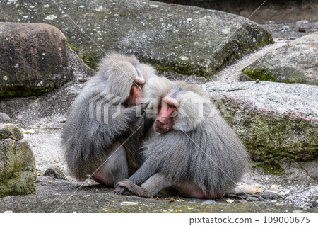 Hamadryas baboon, papio hamadryas, sitting together and grooming each other. Hamadryas baboon, papio hamadryas, sitting together and grooming each other. 109000675