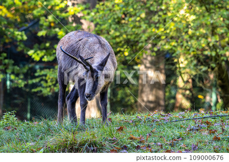 Apennine chamois, Rupicapra pyrenaica ornata, is living in Italy and Spain 109000676