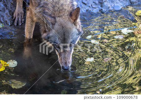 European Grey Wolf, Canis lupus in a german park European Grey Wolf, Canis lupus in a german park 109000678