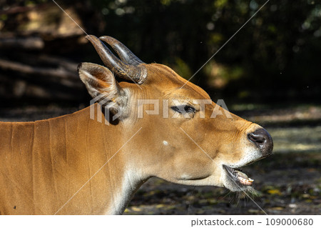 Banteng, Bos javanicus or Red Bull is a type of wild cattle. Banteng, Bos javanicus or Red Bull is a type of wild cattle. 109000680