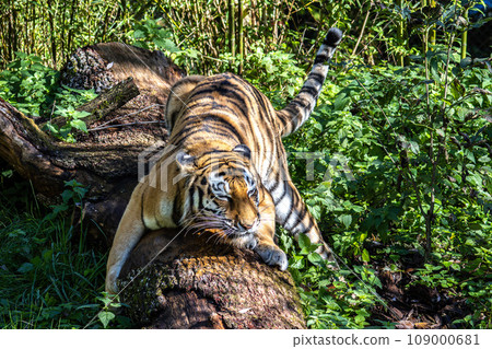 The Siberian tiger,Panthera tigris altaica in a park 109000681
