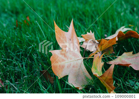 Dry fallen brown maple leaves lying on fresh green grass in a garden, park in fall. Nature in October, November. Natural background in leaf fall season. Dry leaf on a ground. Autumnal landscape. 109000801