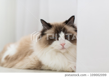 Blue bicolor ragdoll female cat looking interested. High quality photo Blue bicolor ragdoll female cat looking interested. High quality photo 109002099