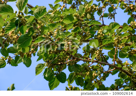 Fruits of white mulberry on the branches. Ripe Fruits of white mulberry on the branches. Ripe 109002614