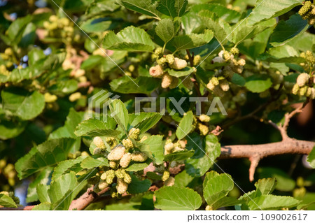 Fruits of white mulberry on the branches. Ripe Fruits of white mulberry on the branches. Ripe 109002617
