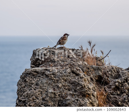 The sparrow sits on a rock in the background of sea. The sparrow sits on a rock in the background of sea. 109002643