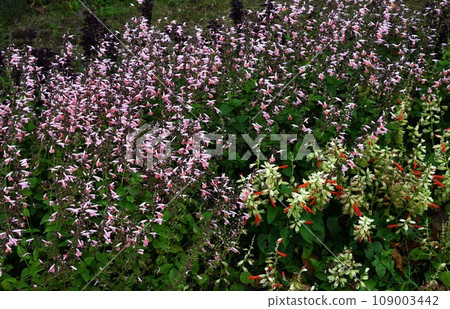 Salvia flower, Higoromosou (Scarlet grass), Aruji flower, Salvia splendens, Scarlet sage Salvia flower, Higoromosou (Scarlet grass), Aruji flower, Salvia splendens, Scarlet sage 109003442