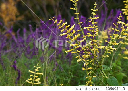 Salvia flower, Higoromosou (Scarlet grass), Aruji flower, Salvia splendens, Scarlet sage Salvia flower, Higoromosou (Scarlet grass), Aruji flower, Salvia splendens, Scarlet sage 109003443